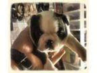 Boston Terrier Puppy for sale in VENTURA, CA, USA