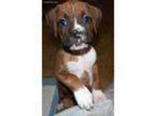 Boxer Puppy for sale in San Leandro, CA, USA
