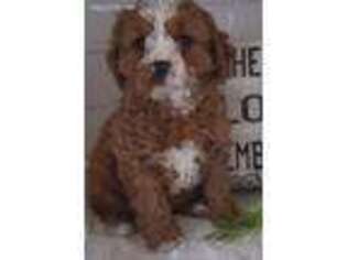 Cavapoo Puppy for sale in Lansdale, PA, USA