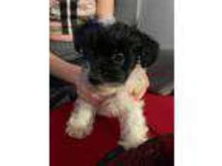 Maltese Puppy for sale in Fort Ann, NY, USA