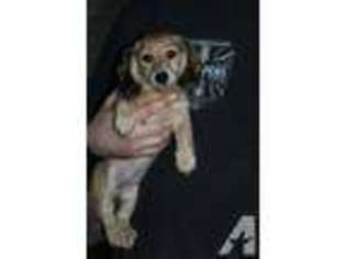 Dachshund Puppy for sale in BUCKHANNON, WV, USA
