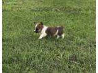Pembroke Welsh Corgi Puppy for sale in Asbury, MO, USA