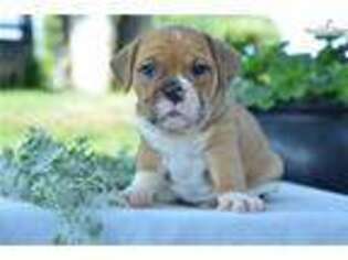 Beabull Puppy for sale in Cleveland, OH, USA