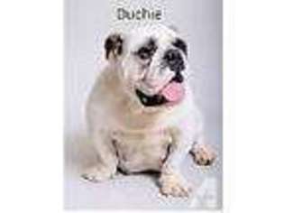 Bulldog Puppy for sale in ASHEBORO, NC, USA