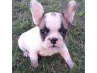 French Bulldog Puppy for sale in Lake Creek, TX, USA