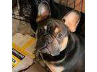 French Bulldog Puppy for sale in Long Beach, CA, USA
