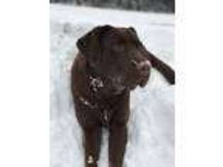 Labrador Retriever Puppy for sale in Burlington, VT, USA