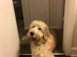 Goldendoodle Puppy for sale in Fulton, MD, USA