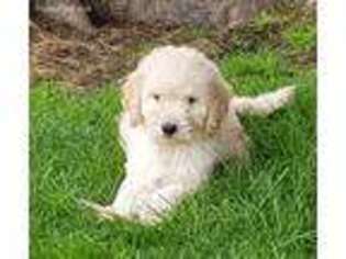 Goldendoodle Puppy for sale in Granger, WA, USA