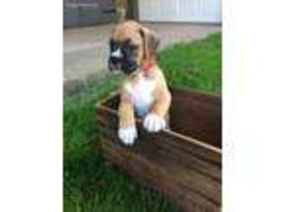 Boxer Puppy for sale in Stevens, PA, USA