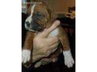 Boxer Puppy for sale in Dahlonega, GA, USA