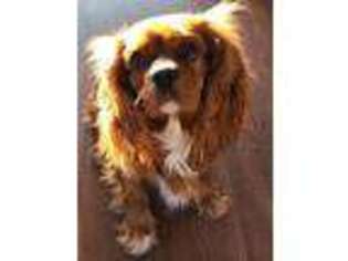 Cavalier King Charles Spaniel Puppy for sale in Glenwood City, WI, USA