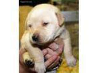 Labrador Retriever Puppy for sale in Johnson City, NY, USA