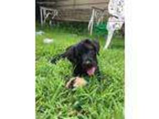 Labrador Retriever Puppy for sale in Newtown, CT, USA
