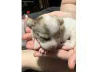 Chihuahua Puppy for sale in Pawtucket, RI, USA