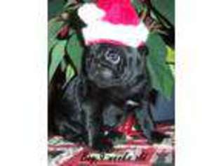 Pug Puppy for sale in SAINT HELENS, OR, USA