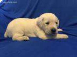 Labrador Retriever Puppy for sale in Pickens, SC, USA