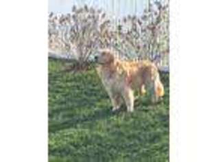 Golden Retriever Puppy for sale in Imperial, MO, USA