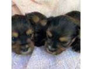 Yorkshire Terrier Puppy for sale in Ruston, LA, USA