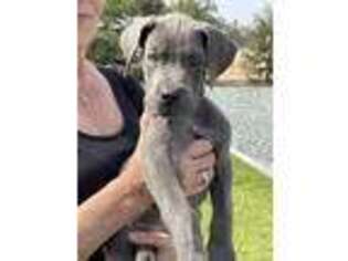 Great Dane Puppy for sale in Atwater, CA, USA