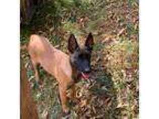 Belgian Malinois Puppy for sale in Gray, GA, USA