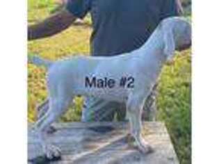 Dogo Argentino Puppy for sale in Minter City, MS, USA