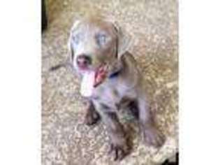 Medium Photo #1 Labrador Retriever Puppy For Sale in FORT PIERCE, FL, USA