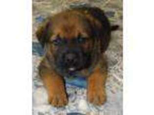Mutt Puppy for sale in North Lawrence, NY, USA