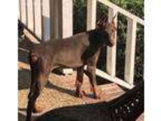 Doberman Pinscher Puppy for sale in Guntersville, AL, USA