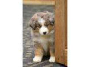 Miniature Australian Shepherd Puppy for sale in Sylva, NC, USA