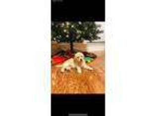 Goldendoodle Puppy for sale in Spring Branch, TX, USA
