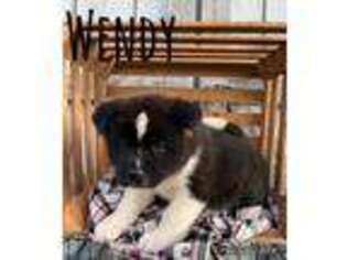 Akita Puppy for sale in Dalton, OH, USA