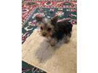 Yorkshire Terrier Puppy for sale in Catawba, SC, USA