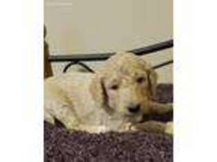 Goldendoodle Puppy for sale in Wrenshall, MN, USA
