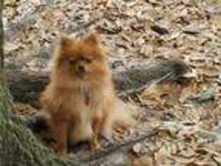 Pomeranian Puppy for sale in Cross City, FL, USA