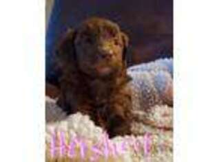 Mutt Puppy for sale in Maypearl, TX, USA