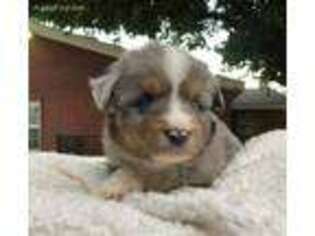 Miniature Australian Shepherd Puppy for sale in Lubbock, TX, USA