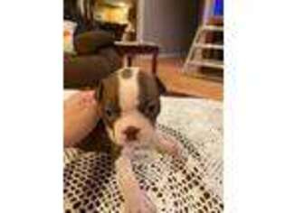 Boston Terrier Puppy for sale in Fallon, NV, USA