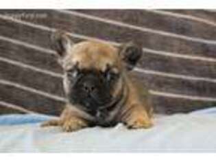 French Bulldog Puppy for sale in Middleburg, PA, USA