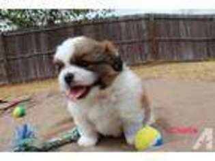 Mutt Puppy for sale in ANNA, TX, USA