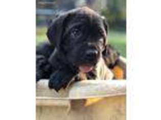 Cane Corso Puppy for sale in Gresham, OR, USA