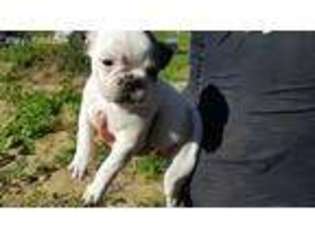 Frenchie Pug Puppy for sale in Swanton, OH, USA