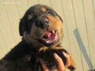 Rottweiler Puppy for sale in Danville, PA, USA