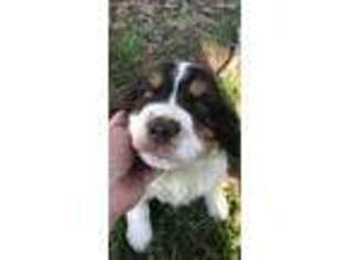 English Springer Spaniel Puppy for sale in Red Oak, OK, USA