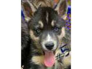 Siberian Husky Puppy for sale in Merrillville, IN, USA