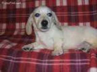 Dachshund Puppy for sale in Rocky Mount, VA, USA