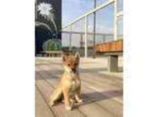 Shiba Inu Puppy for sale in Orange, CA, USA