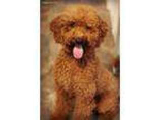 Labradoodle Puppy for sale in Chehalis, WA, USA