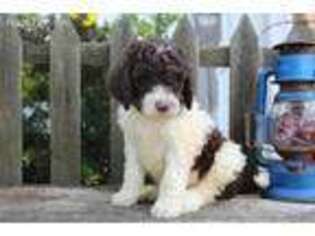 Labradoodle Puppy for sale in Danville, OH, USA