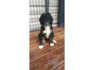 Mutt Puppy for sale in Sound Beach, NY, USA
